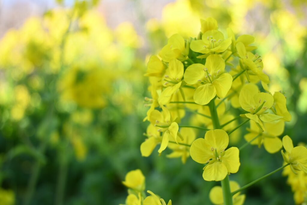 吾妻山公園の菜の花のアップ写真