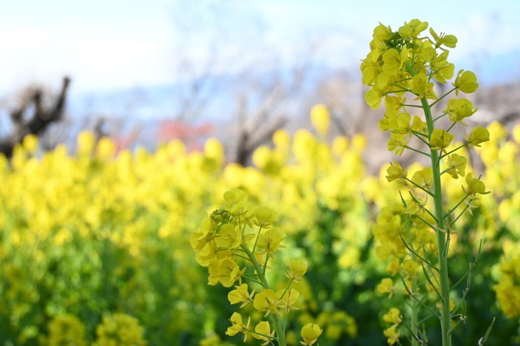 吾妻山公園の菜の花