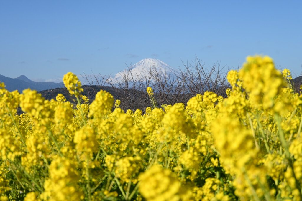 吾妻山公園の富士山と菜の花