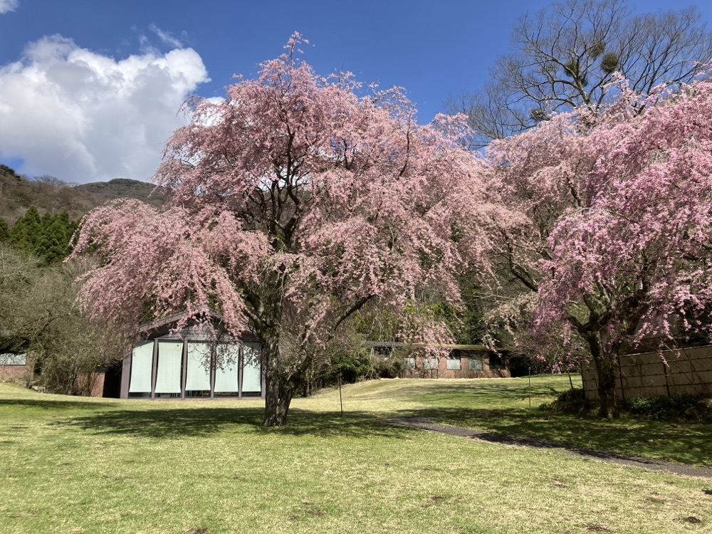 九頭龍の森にある満開の枝垂れ桜