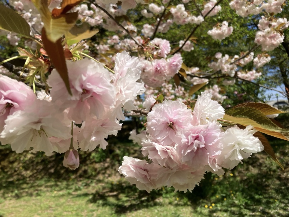 弘前城の桜