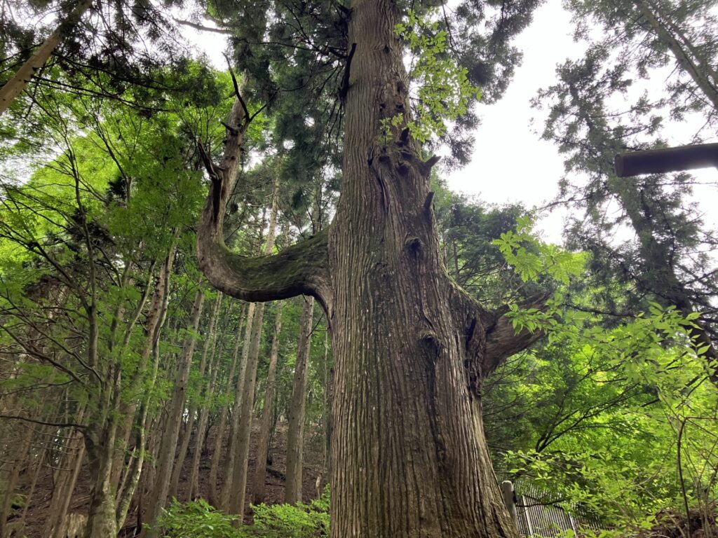 御岳山にある天狗の腰掛け杉の画像