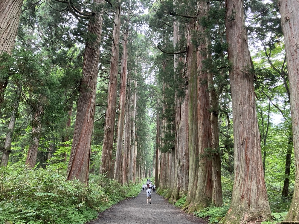 戸隠神社奥社の杉並木の参道