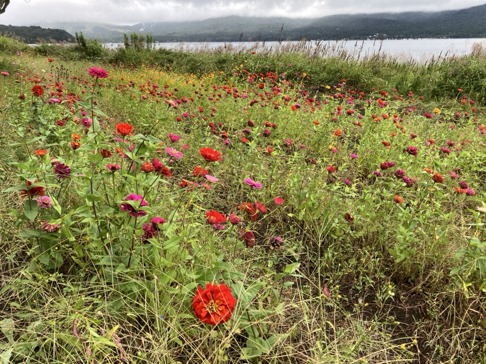 山中湖で見つけた小さな花畑