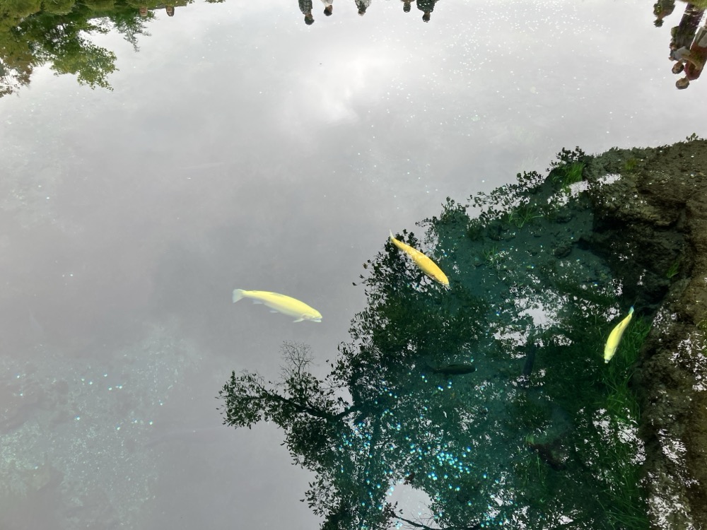 忍野八海の湧池