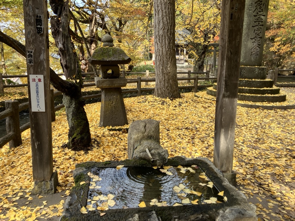 飯盛山厳島神社の境内のイチョウ