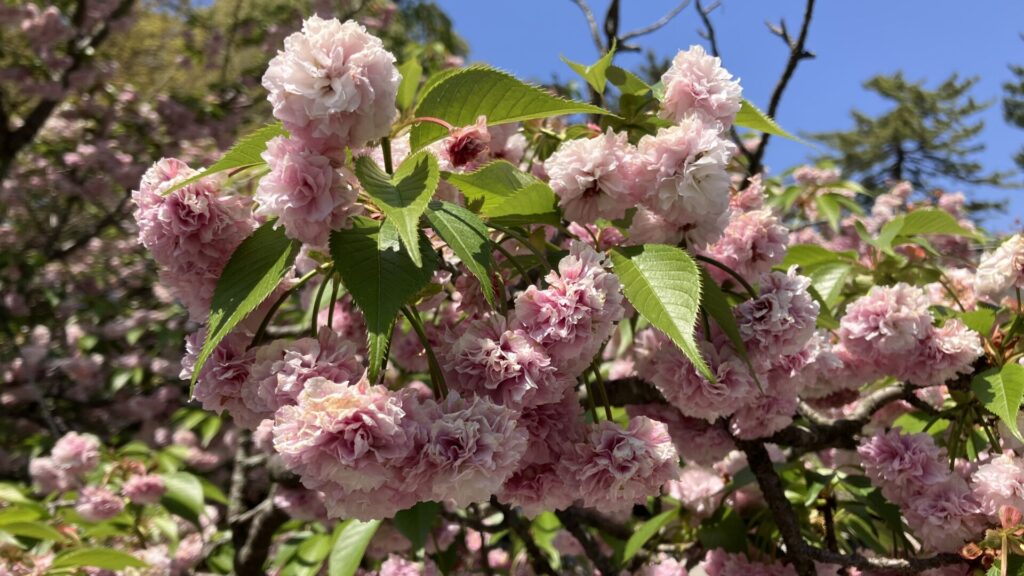 尾山神社の菊桜の画像