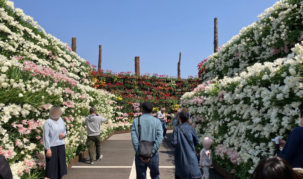 となみチューリップフェアの花の大谷の画像