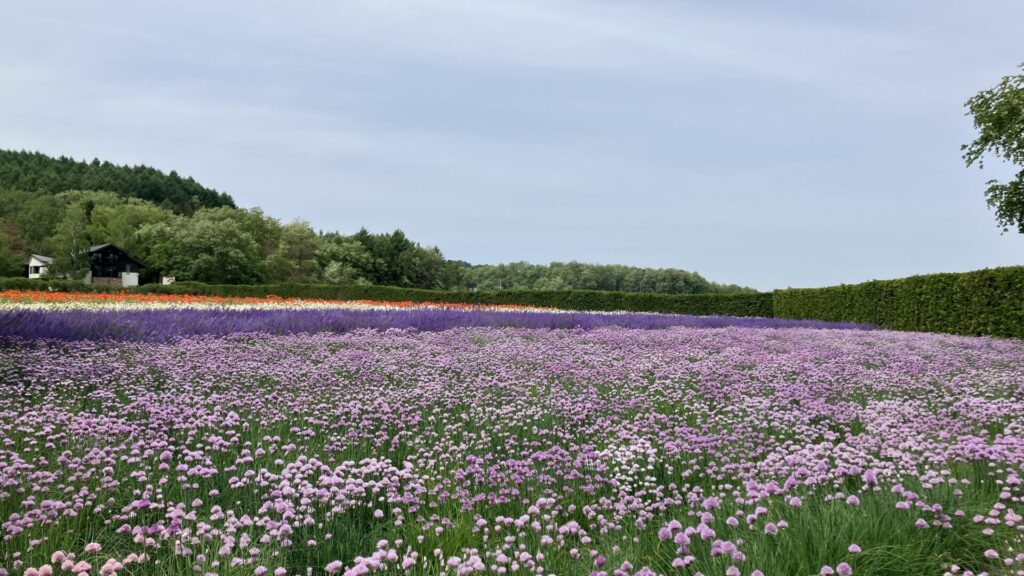 ファーム富田の春の彩りの花畑